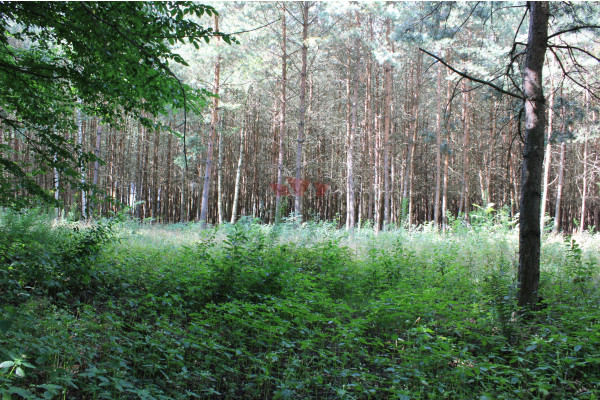 żyrardowski, Radziejowice, Adamów-Parcel, Łęgowa, Działka budowlana Adamów- Parcel