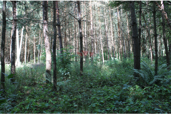żyrardowski, Radziejowice, Adamów-Parcel, Łęgowa, Działka budowlana Adamów- Parcel